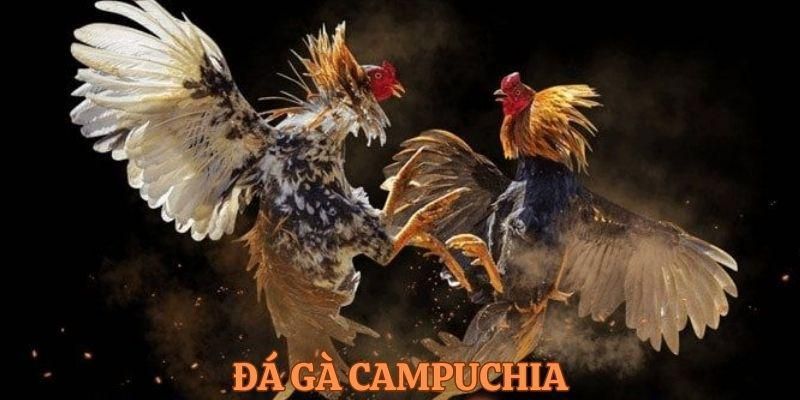 Đá Gà Campuchia – Nơi Quy Tụ Mọi Thần Kê Bất Khả Chiến Bại